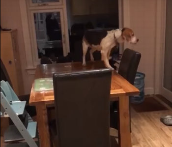 Dog_climbs_over_tables.png