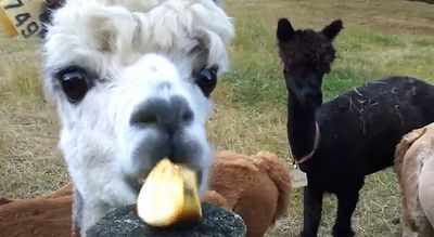 Alpacas_eat_apples.jpg