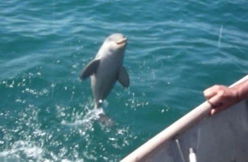 Baby_Dolphin_Rescued.jpg