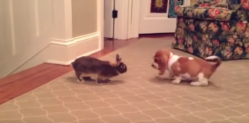 Basset_Hound_puppy_plays_with_bunny_rabbit.png