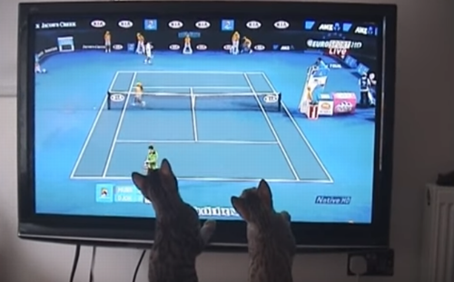 Bengal_cats_play_tennis .png