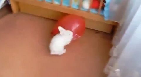 Bunny_Confused_After_Balloon_Pops.jpg