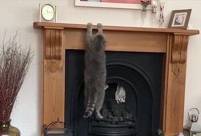 Cat_Cant_Climb_Fireplace_Mantle.jpg