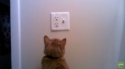 Cat_determined_to_save_electric_energy.jpg
