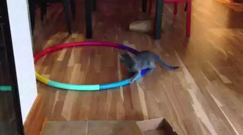 Cat_going_crazy_on_Hula_Hoop.png