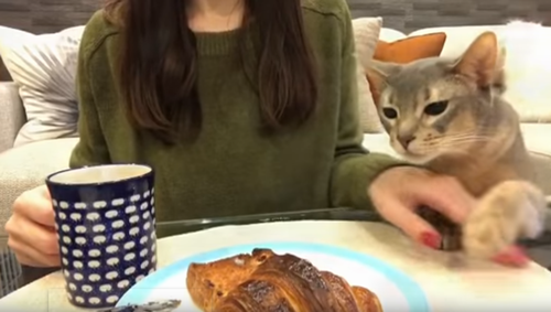 Cat_really_wants_croissant.png