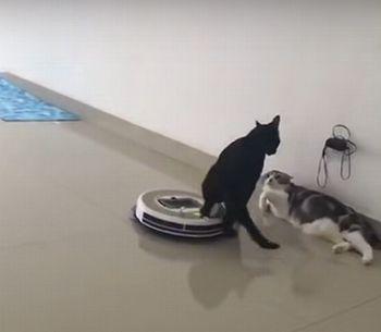 Cats_with_a_Roomba.jpg