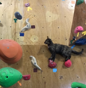 Climbing_kitty_at_bouldering_gym.png