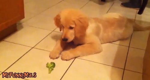 Dogs_vs_Broccoli.jpg