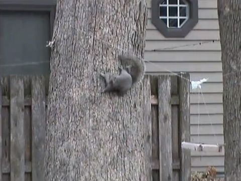 Fly_slide_squirrel.jpg