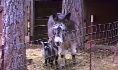 Little_goat_escape.jpg
