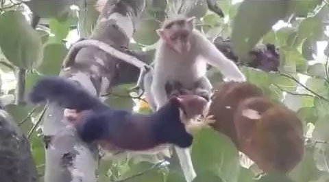 Monkey_vs_Indian_Giant_Squirrel.png