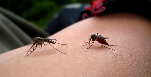 Mosquitos_bites.jpg