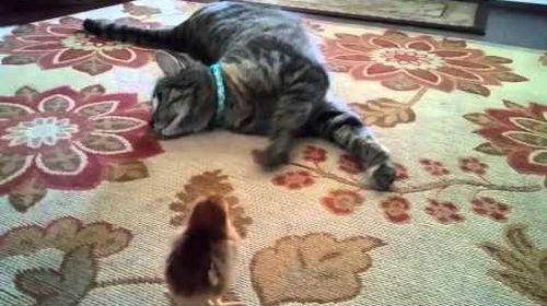Pippie_the_cat_meets_baby_chick.jpg