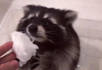 Raccoons_and_cotton_candy.jpg