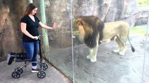 This_Lion_Really_Wants_Her_Scooter.jpg