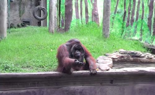 orangutan_super.jpg