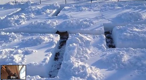 雪の迷路で主を追う犬  