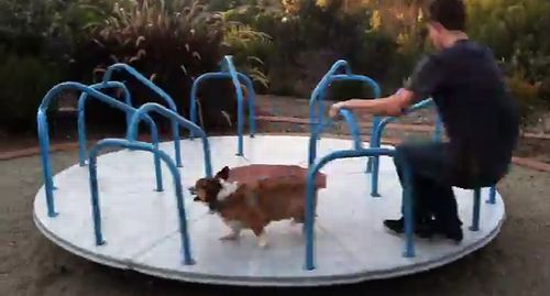 Corgi_on_a_Carousel.jpg