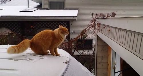 Cat_Fails_Jump_From_Snow-Covered_Car.jpg