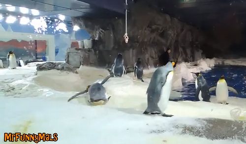 Clumsy_Penguins_Compilation.jpg
