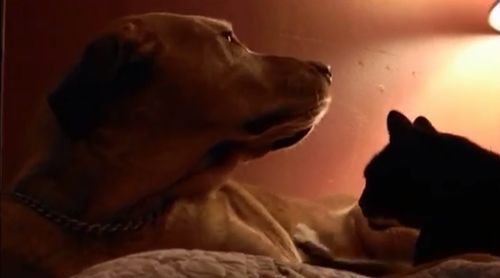 cat_giving_dog_a_massage.jpg