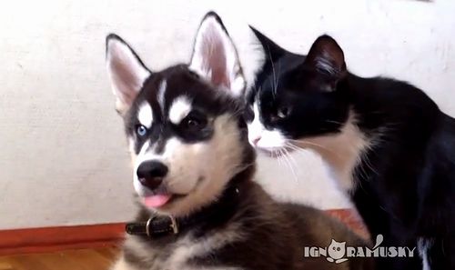 cat_and_dog.jpg