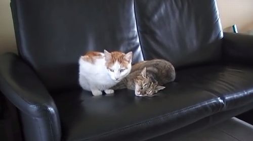 Cat_yawn_fail.jpg
