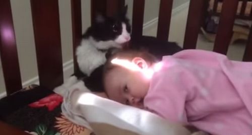 kitty_cleaning_toddler.jpg