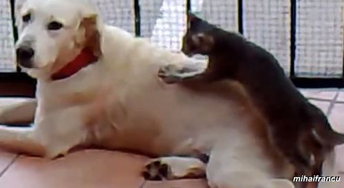 Cats_Taking_Care_of_Dogs.jpg