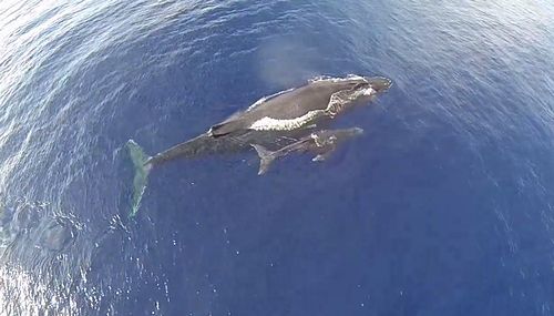 Humpback_Whales_in_Maui_From_a_Drone.jpg
