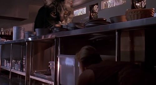 Cat_Raptor.jpg