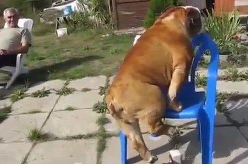 Dog_Sitting_On_Chair_Like_A_Human.jpg