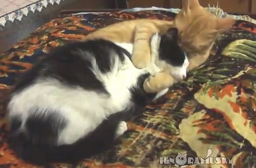 sweet_hug.jpg