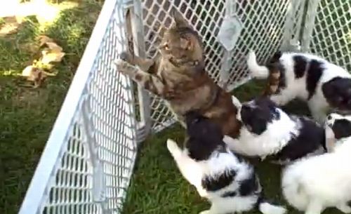 cat_gets_overwhelmed_by_puppies.jpg