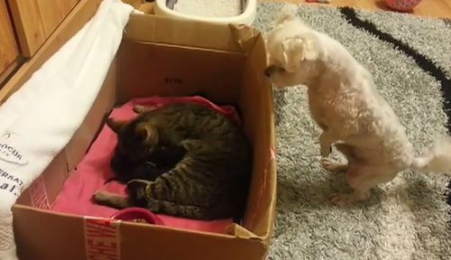 dogs_first_time_to_see_a_baby_kitty.jpg