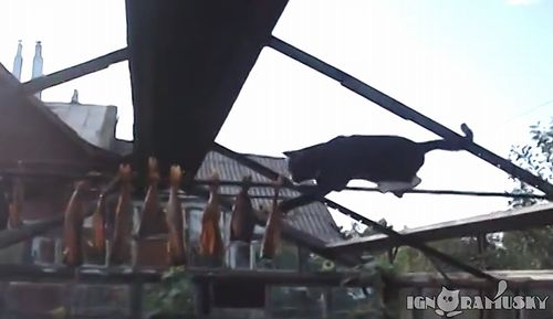 fishing_fail_cat.jpg