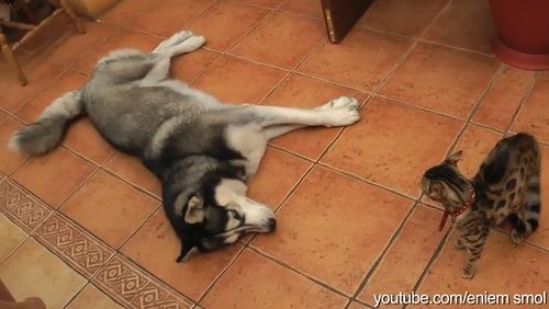 DOGS_ANNOYING_CATS_WITH_FRIENDSHIP.jpg