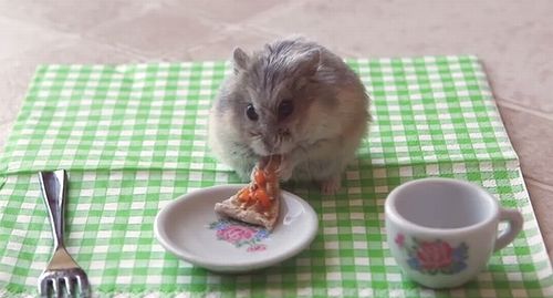 Tiny_hamster_eating_a_tiny_pizza.jpg