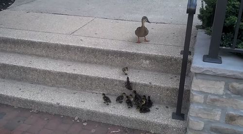 duckling_and_stairs.jpg