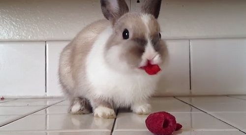 bunny_eating_raspberries.jpg