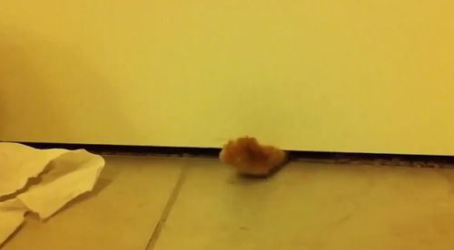 Cat_Paws_Under_Doors.jpg