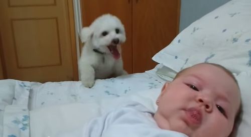 Puppy_tries_his_best_to_see_newborn_baby.jpg