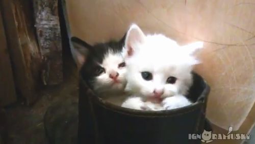 Pussies_in_boot.jpg