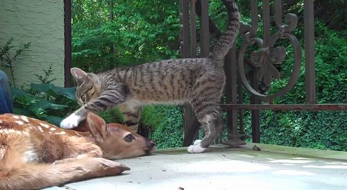 Kitten_and_a_deer.jpg