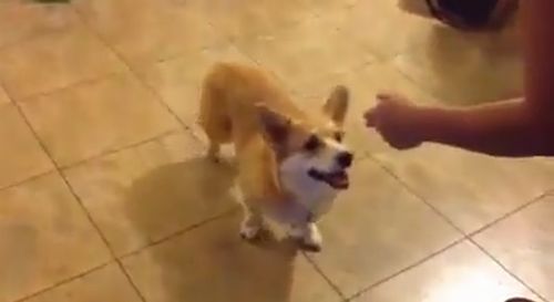 Stubborn_Corgi_Wont_Die.jpg