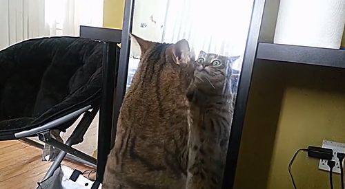 cat_vs_mirror.jpg