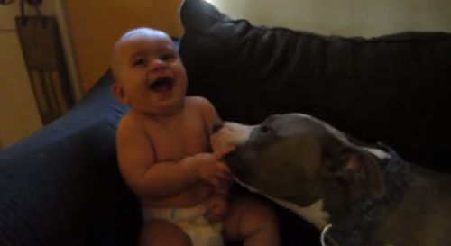 Pit_bull_gives_adorable_baby_a_laugh_attack.jpg