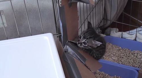 The_Cute_Kitten_Escape.jpg