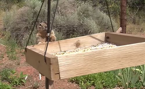 Slippery_Squirrel.jpg